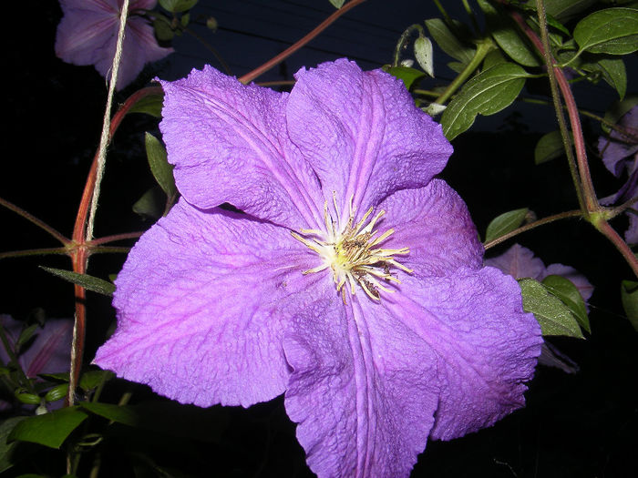 26-27 06 2010 004 - Clematita