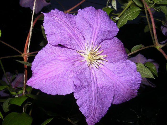 26-27 06 2010 005 - Clematita