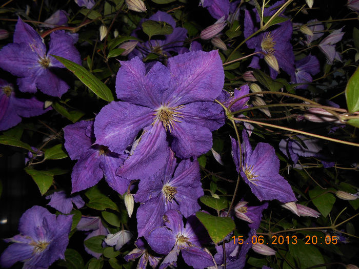 DSCN2030 - Clematita