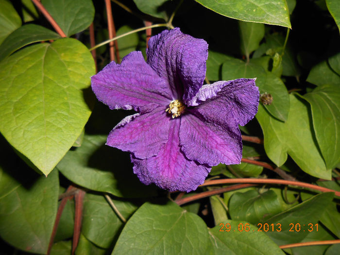 DSCN2369 - Clematita