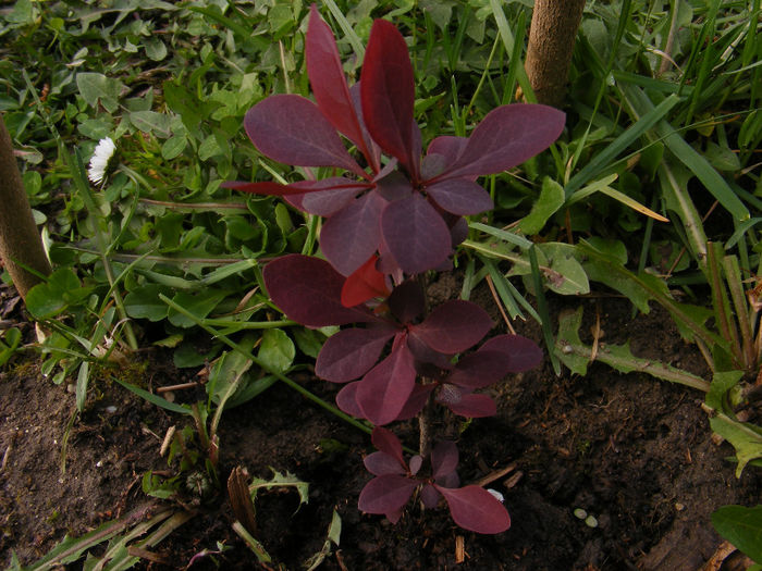 DSCF8026 - Berberis