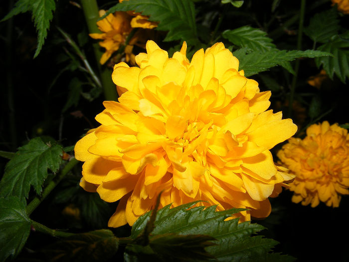 2010_0424(044) - Kerria japonica