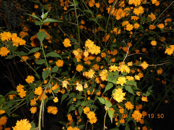 DSCN1174 - Kerria japonica