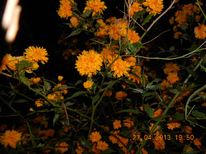 DSCN1176 - Kerria japonica