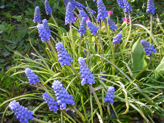 DSCF6133 - Muscari