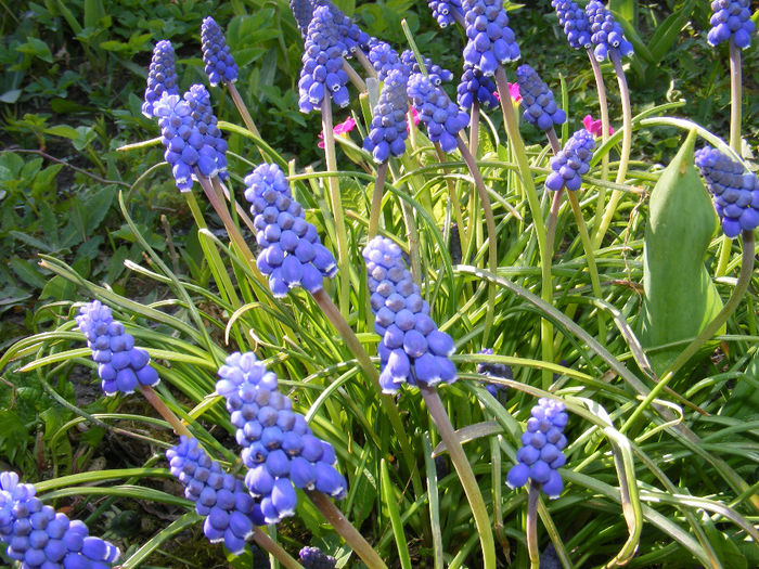 DSCF6134 - Muscari