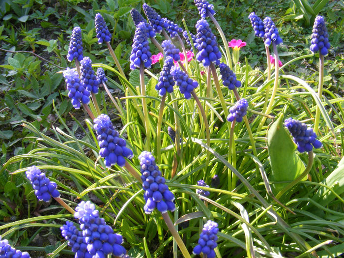 DSCF6136 - Muscari