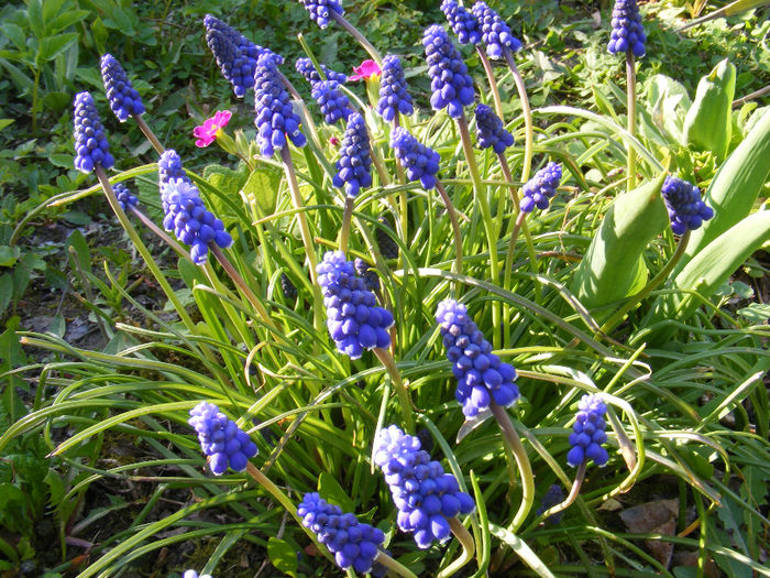 DSCF6137 - Muscari