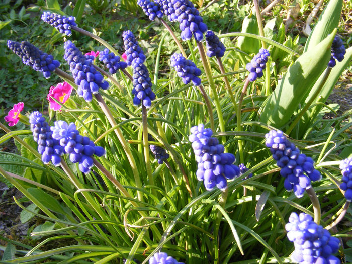 DSCF6138 - Muscari