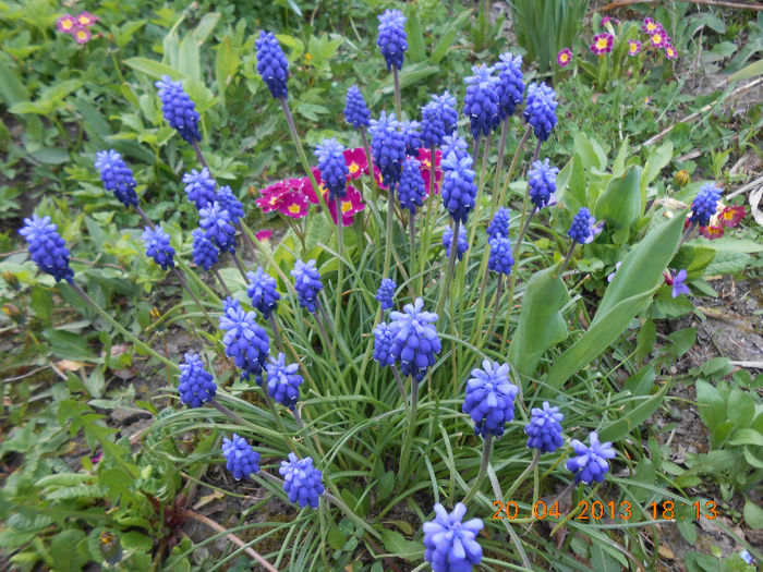 DSCN0898 - Muscari