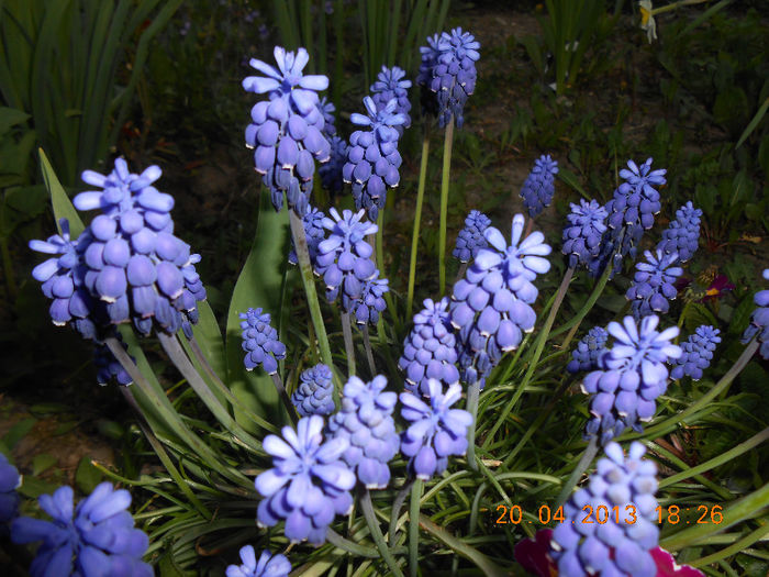 DSCN0959 - Muscari