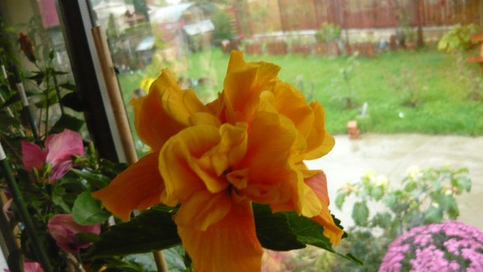 Picture 2623