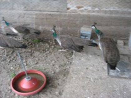 35357878_HEFLLDPIH - Imi doresc sa achizitionez