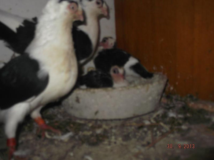 perechea  3  si  pui  lor