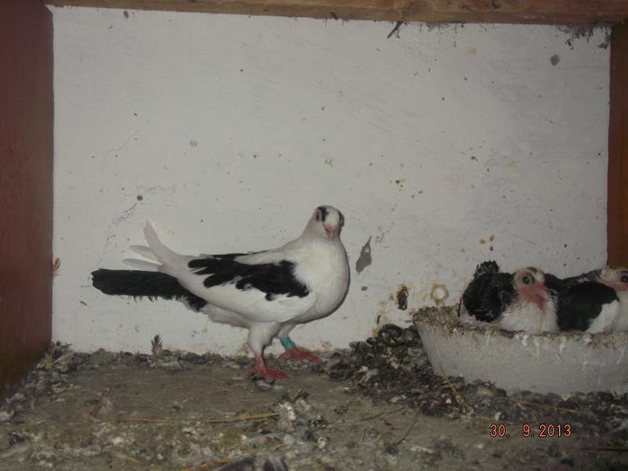 F .perechea 2 si  pui