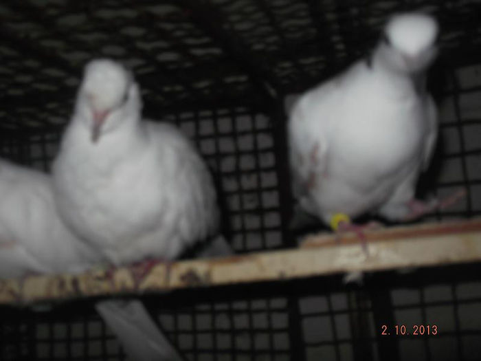 tutturele  rizatoare.