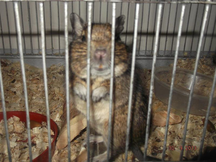 veverita DECU - VEVERITZE   DEGU