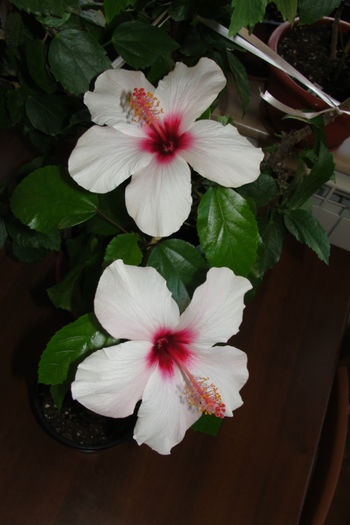 hibiscus Apple Blossom