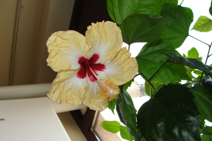hibiscus Silvya Goodman