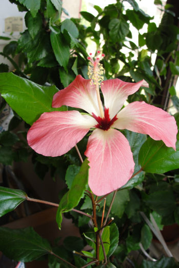 hibiscus  Storckii