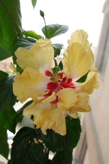 hibiscus El Capitolio Sport Of Sport