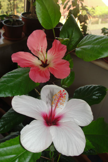 Apple Blossom    Storckii