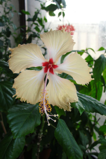 hibiscus Sri Lanka