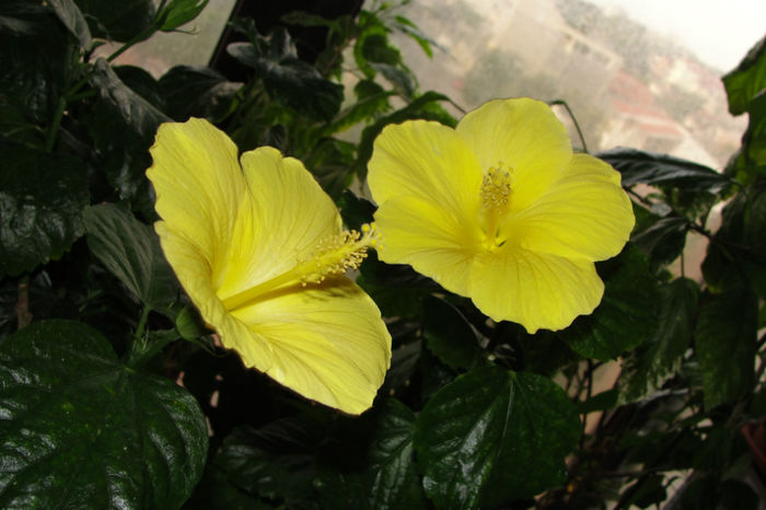 hibiscus  Butterfly