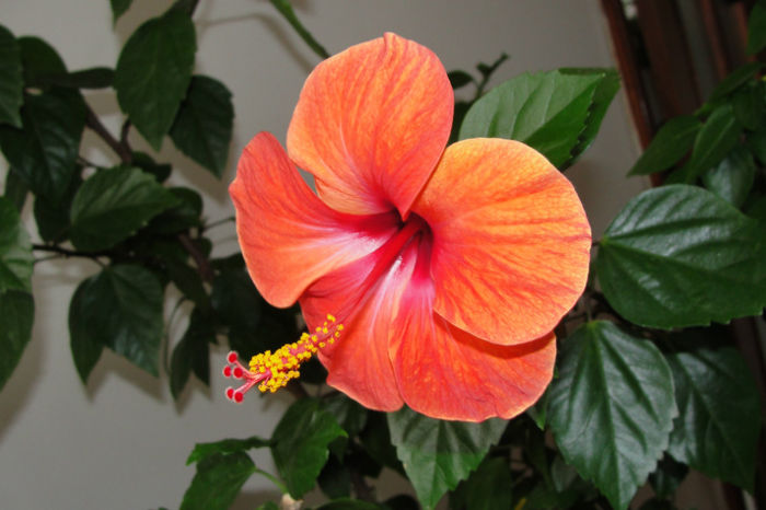 hibiscus Camdenii