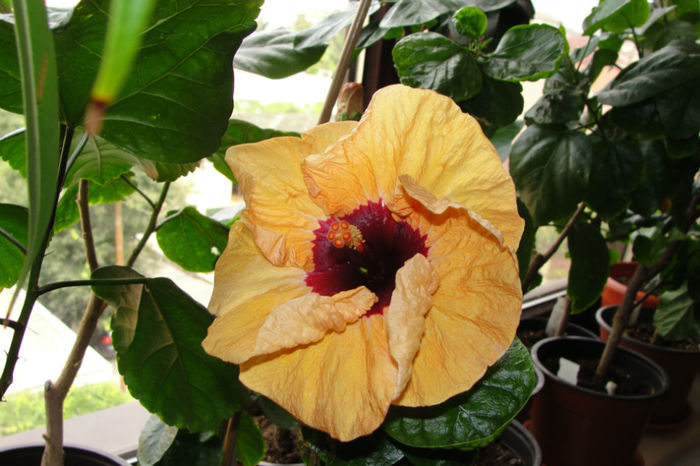 hibiscus Paper Tree