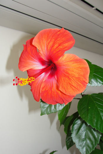 hibiscus  Camdenii