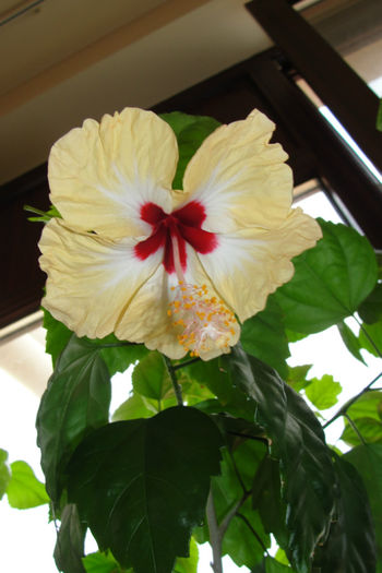 hibiscus  Silvya Goodman