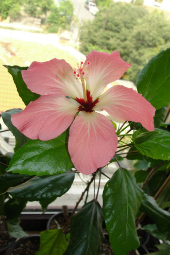 hibiscus  Storckii