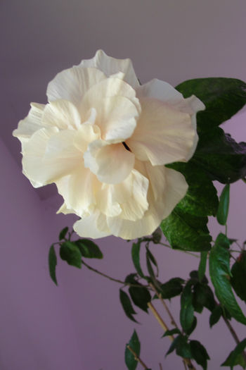 hibiscus alb batut