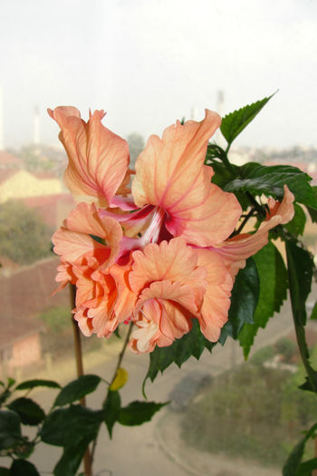 hibiscus El capitolio Sport