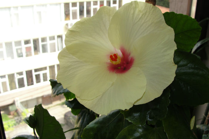 hibiscus Key Lime Pie
