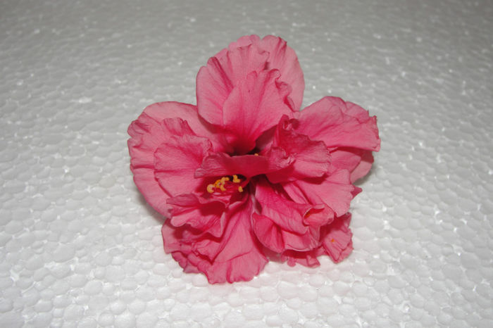 hibiscus Dianthoides Pink