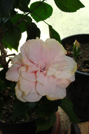 hibiscus roz pal batut