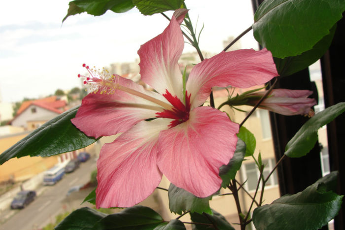 hibiscus Storckii