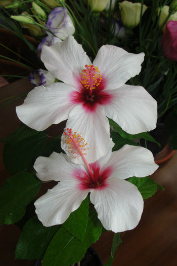 hibiscus Apple Blossom