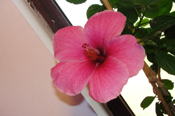 hibiscus Black Beauty