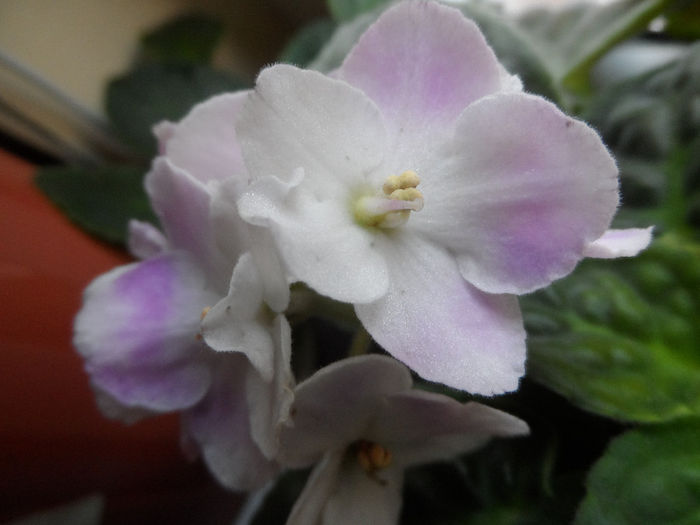 Rhapsodie Candy - Violete africane