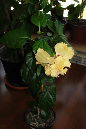 hibiscus El capitolio Sport of Sport