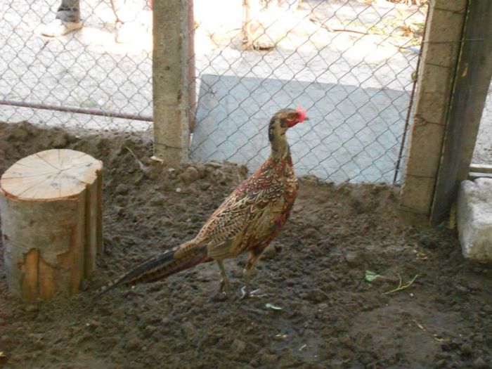 1174560_1412305372324595_779287821_n