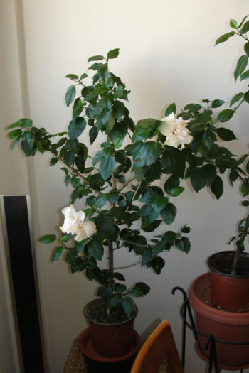 hibiscus alb batut