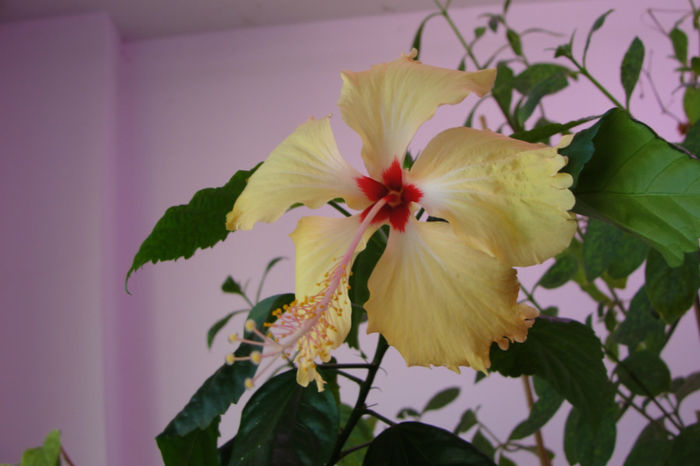 hibiscus  Sri Lanka