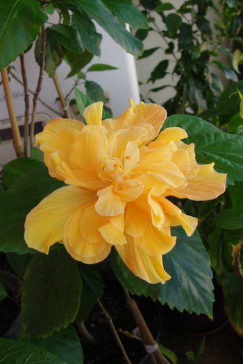hibiscus  Jimmy Spranger