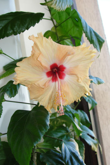hibiscus  Sprinkle Rain
