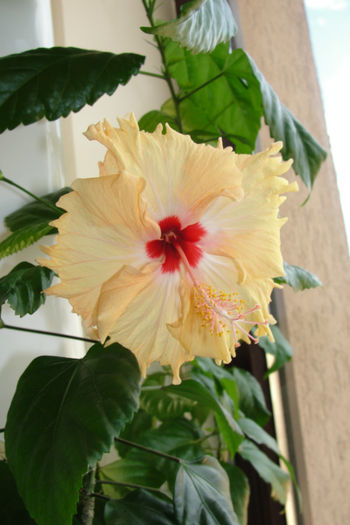 hibiscus  Sprinkle Rain