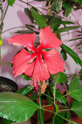 hibiscus  Rouge Tropique